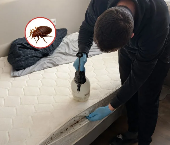 Technicien traitant un matelas contre les punaises de lit à La Celle-les-Bordes